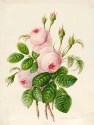 Trois Roses Centifolia avec Bourgeons